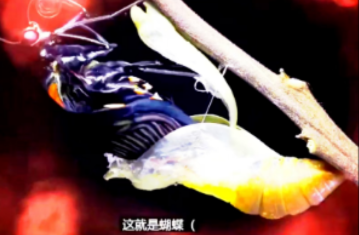 image-20250516145755158